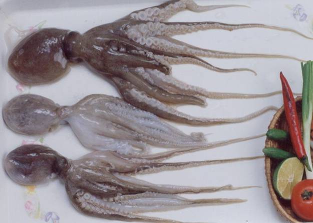Octopus 1